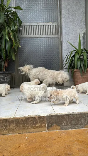 1-3 months Male Purebred Maltese