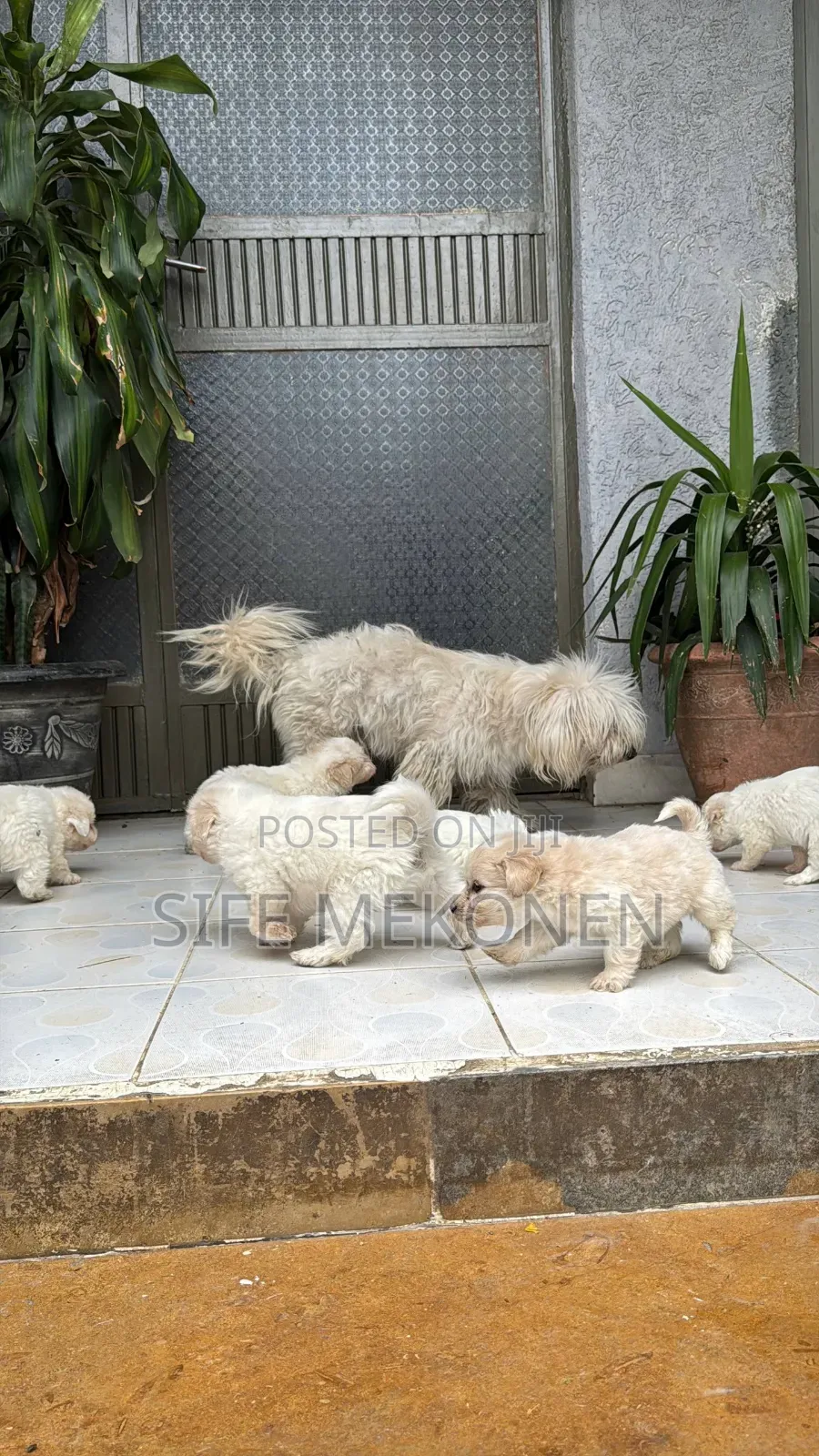 1-3 months Male Purebred Maltese