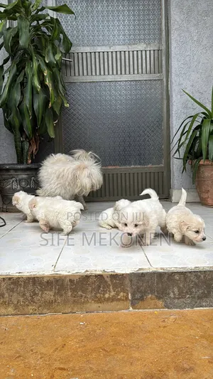 1-3 months Male Purebred Maltese