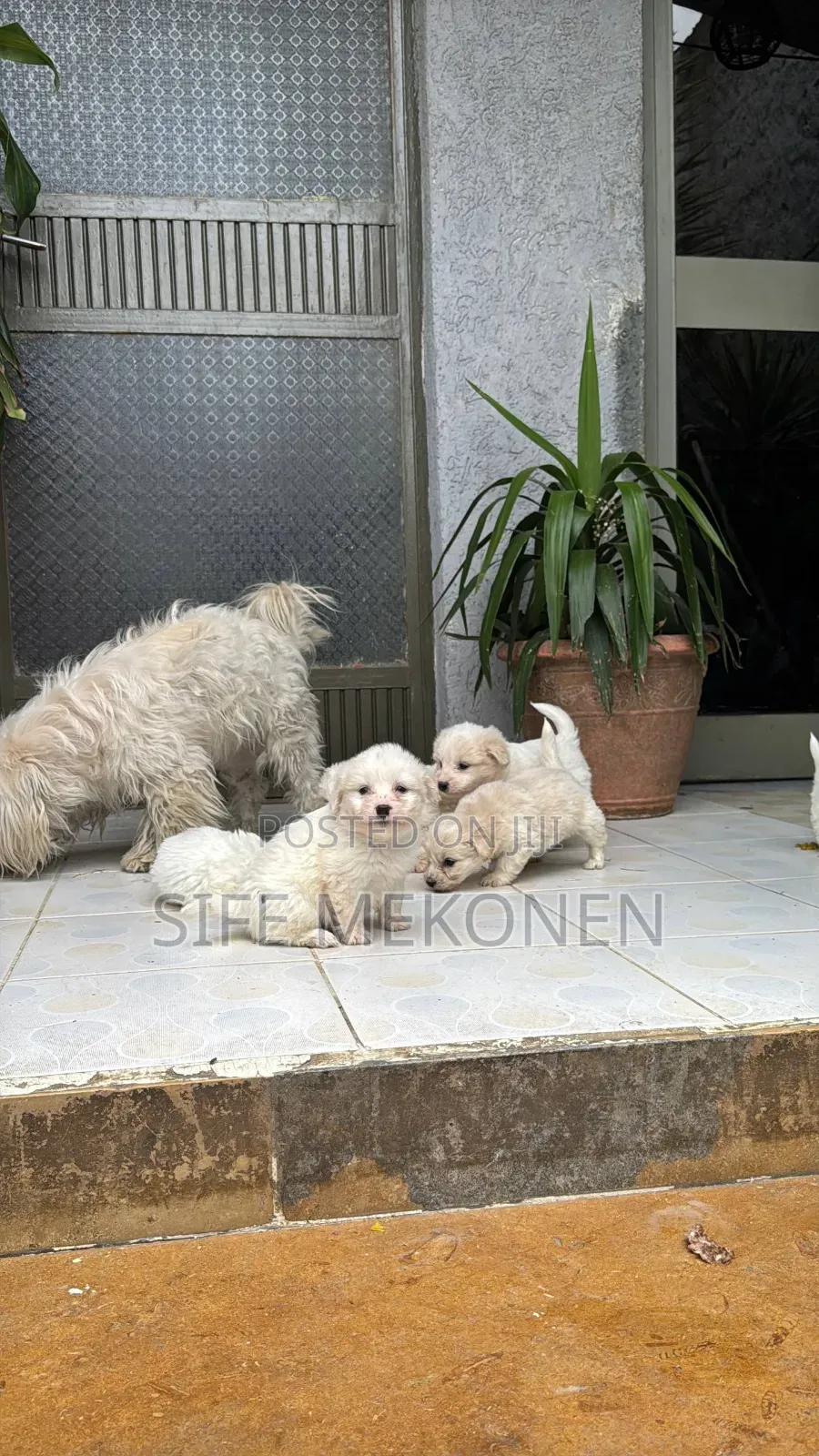 1-3 months Male Purebred Maltese