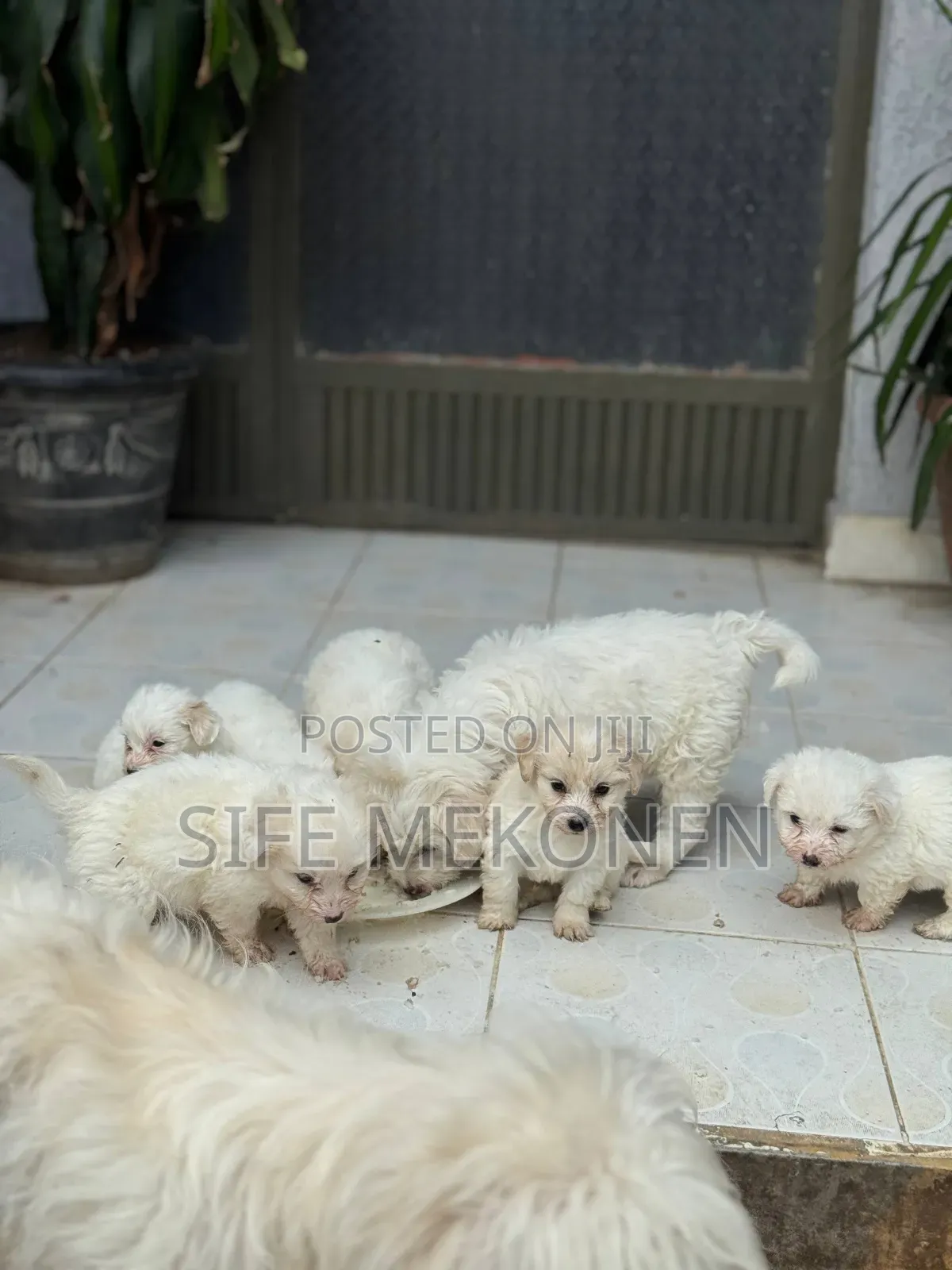1-3 months Female Purebred Maltese