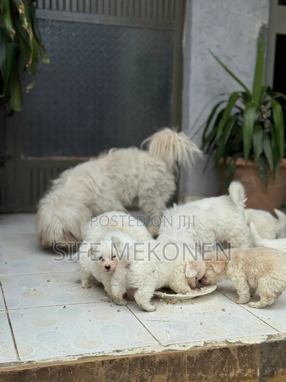 1-3 months Female Purebred Maltese
