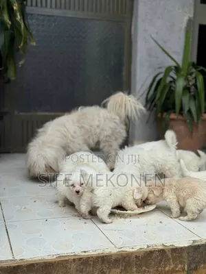 1-3 months Female Purebred Maltese