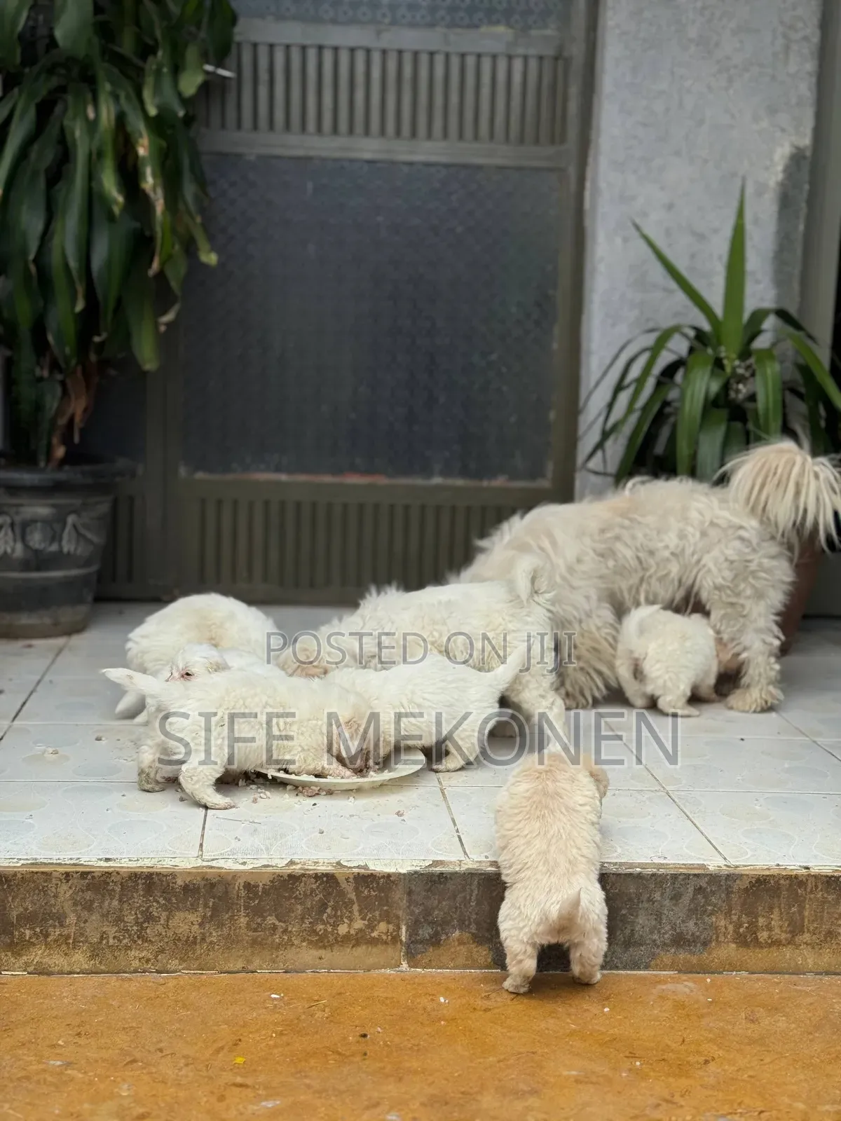 1-3 months Female Purebred Maltese