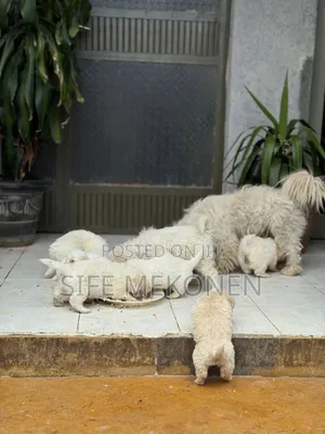 1-3 months Female Purebred Maltese