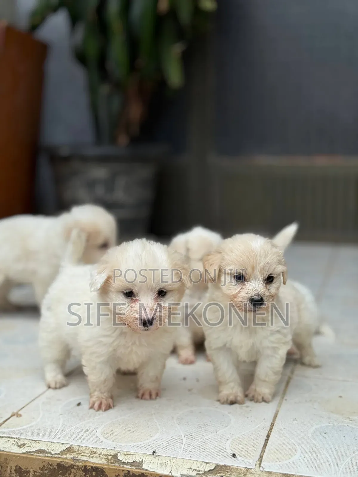 1-3 months Male Purebred Maltese