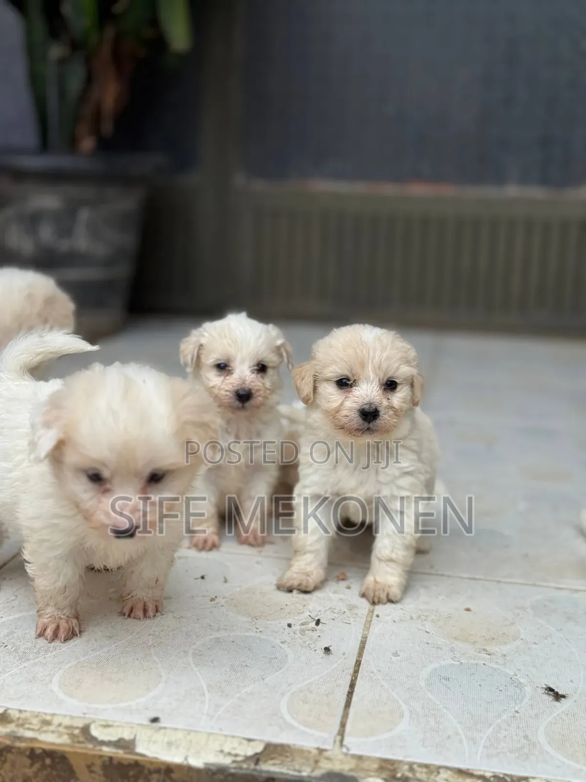 1-3 months Male Purebred Maltese