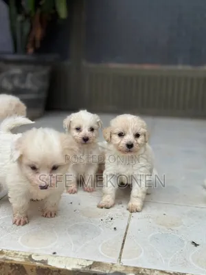 1-3 months Male Purebred Maltese