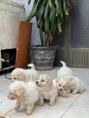 1-3 months Male Purebred Maltese