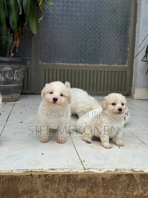 1-3 months Female Purebred Maltese