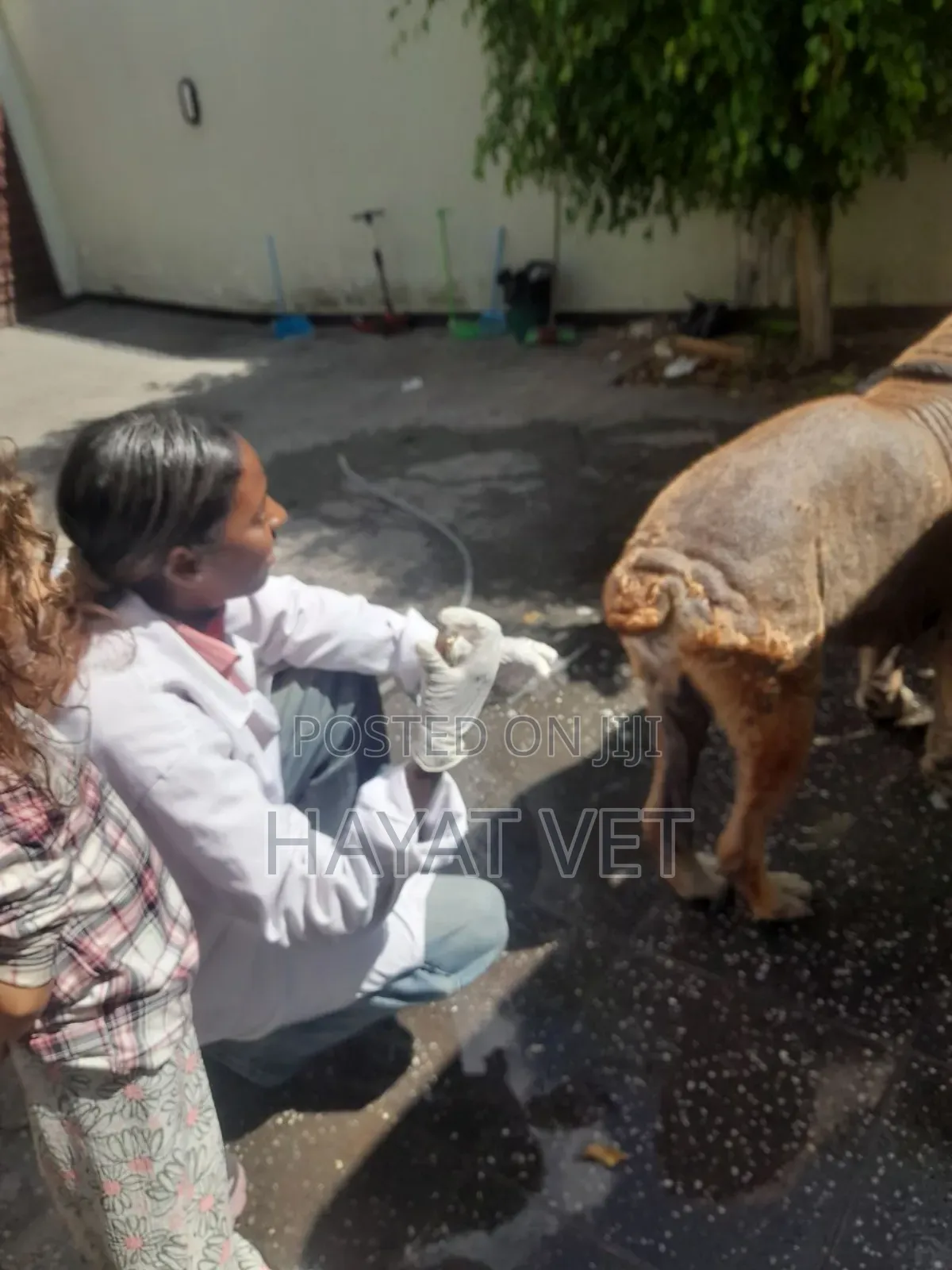 Doctor of Animals