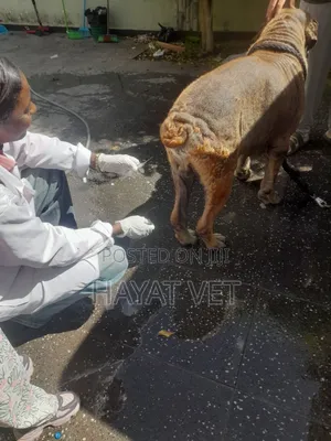 Doctor of Animals