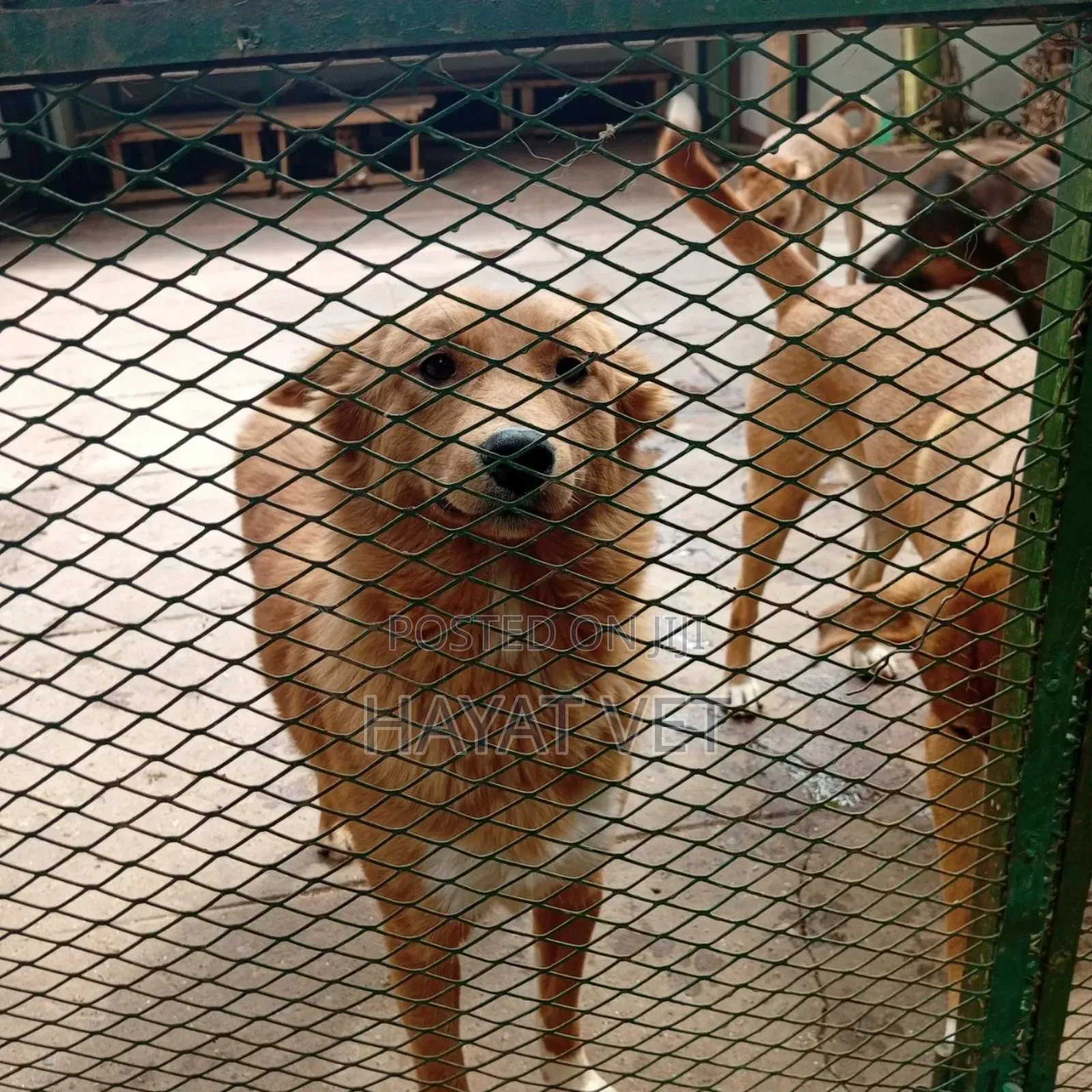 Animal Hospital