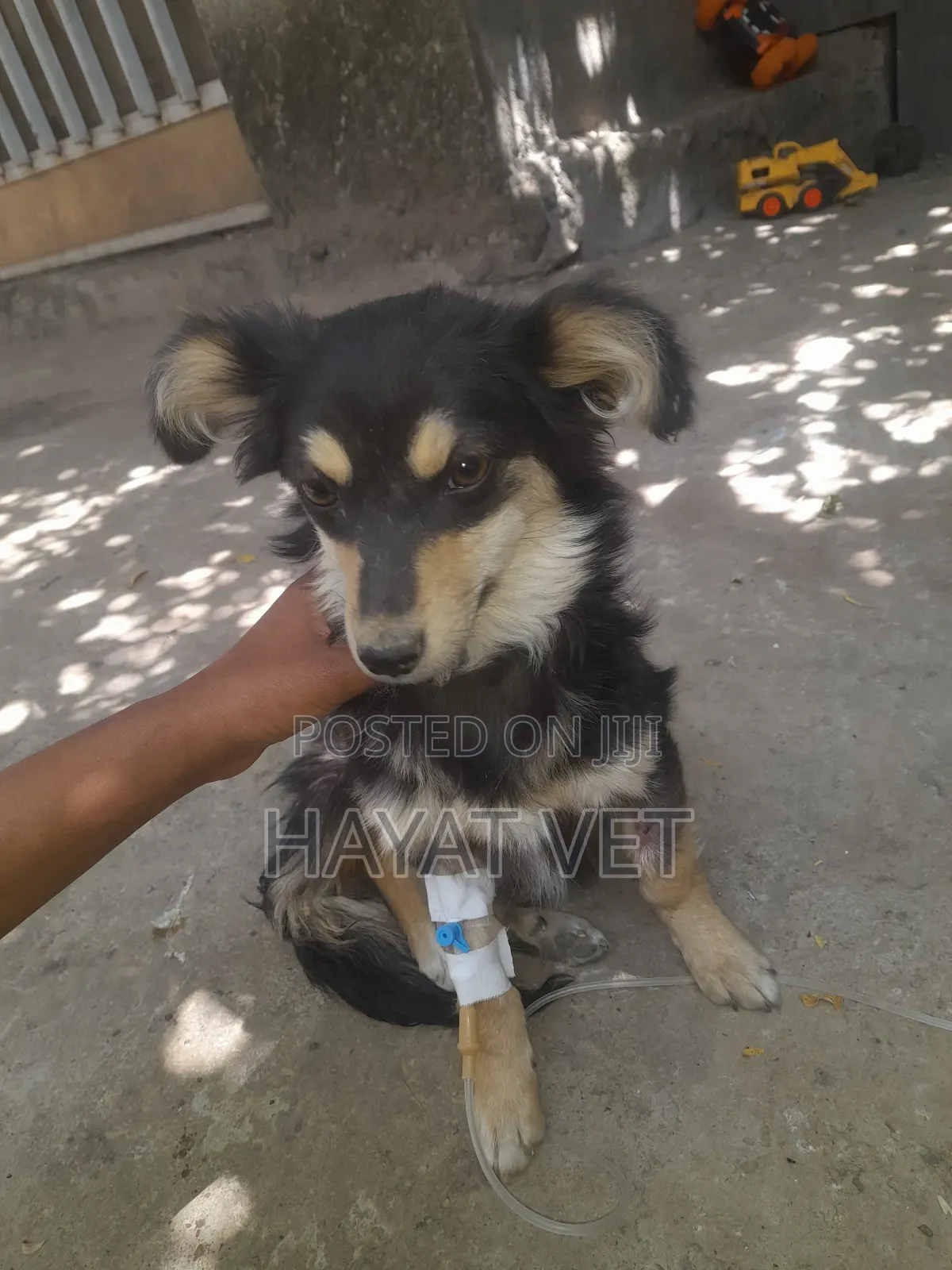 Animal Hospital
