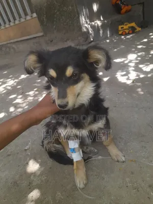Animal Hospital