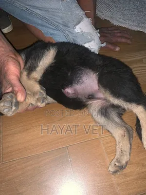 Animal Hospital