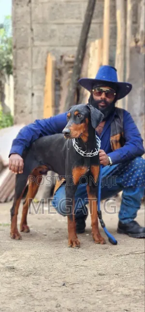 1-3 months Male Purebred Doberman Pinscher
