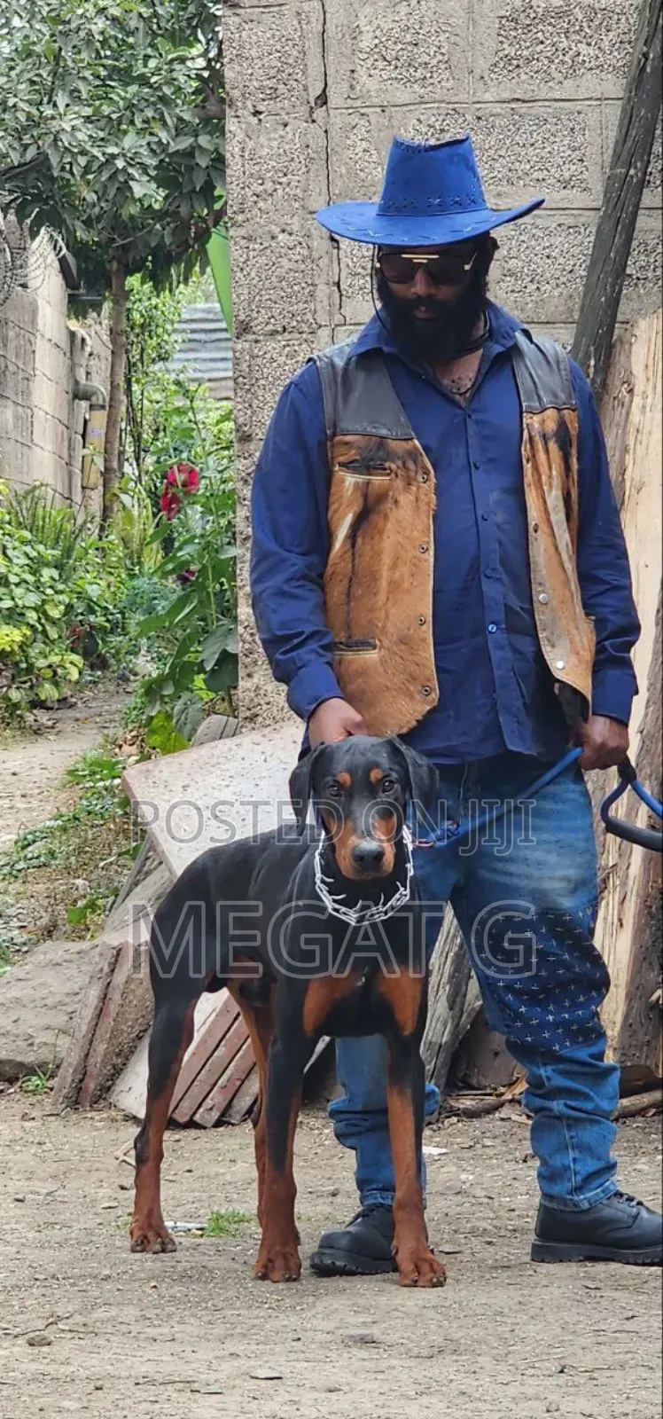 1-3 months Male Purebred Doberman Pinscher