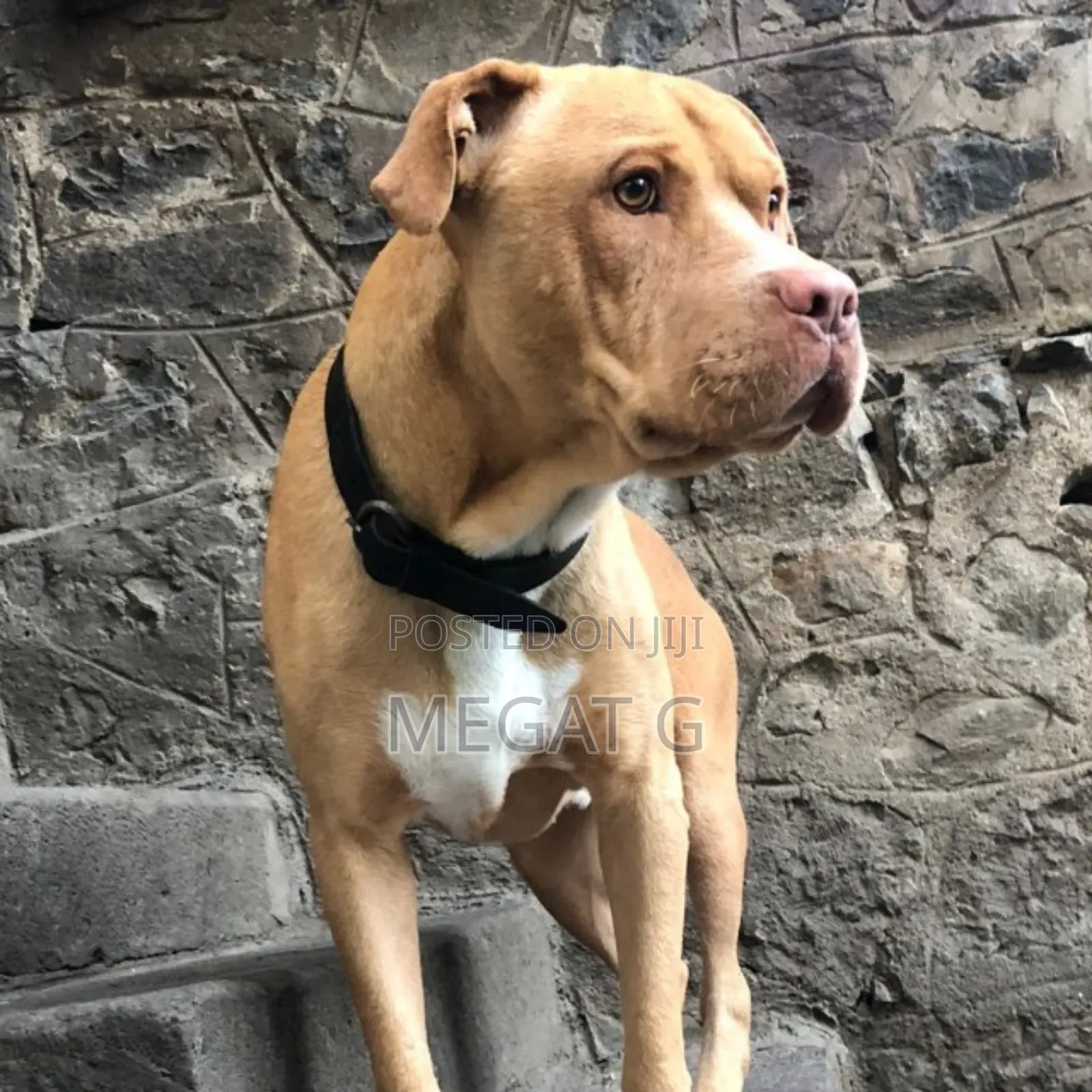 1-3 months Male Purebred American Pit Bull Terrier