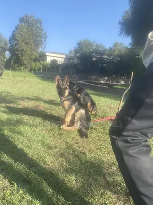 1-3 months Female Purebred German Shepherd