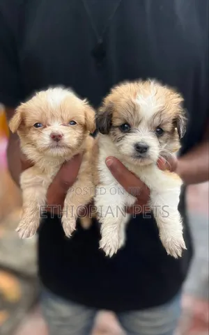 1-3 months Female Mixed Breed Maltese