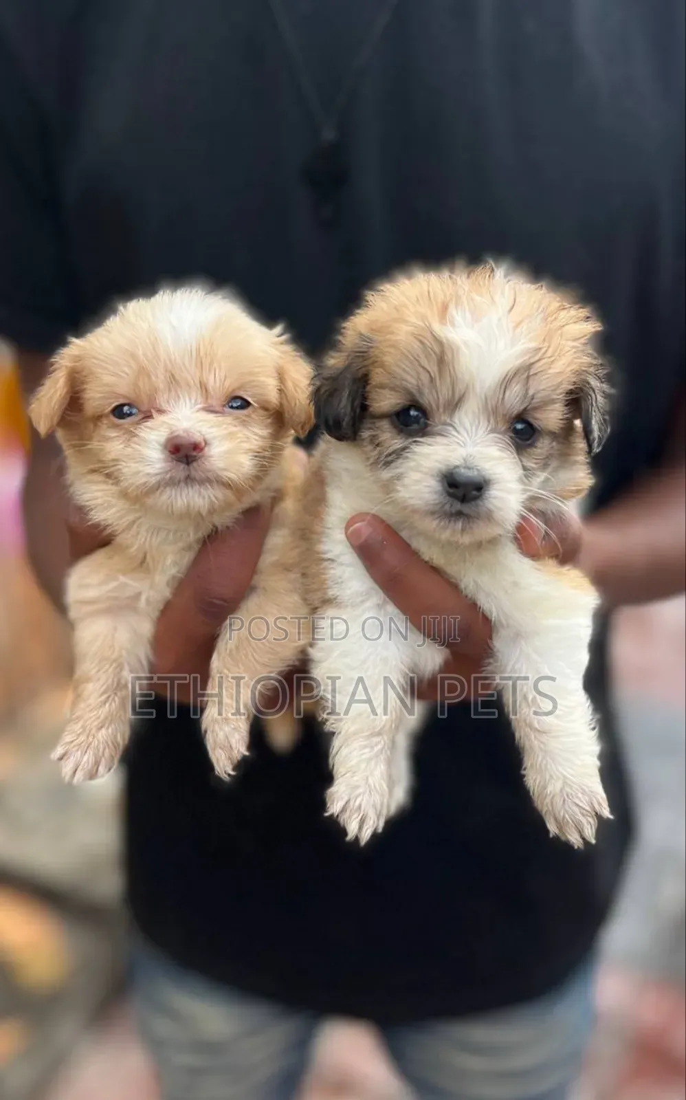 1-3 months Female Mixed Breed Maltese
