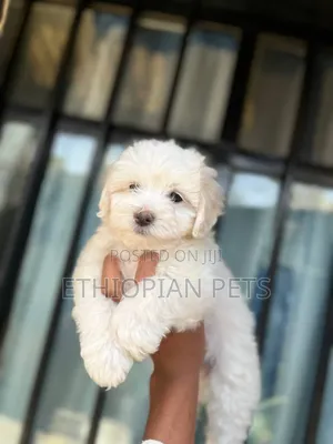1-3 months Male Purebred Maltese