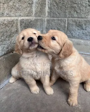 1-3 months Male Purebred Golden Retriever