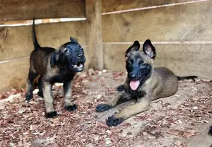 1-3 months Male Purebred Belgian Malinois