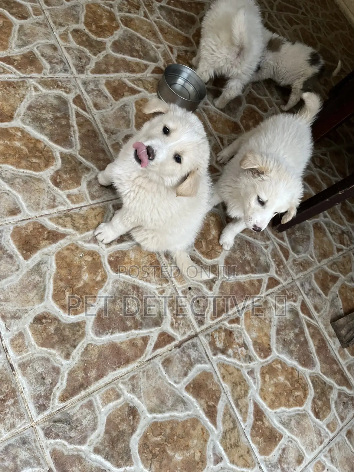 1-3 months Male Purebred Maltese