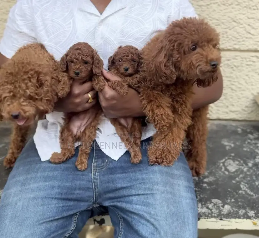 1-3 months Male Purebred Poodle