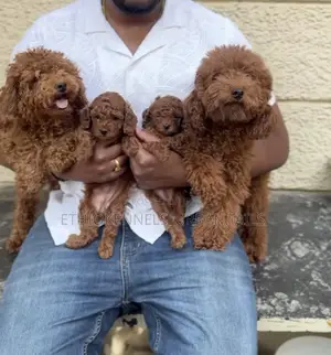1-3 months Male Purebred Poodle