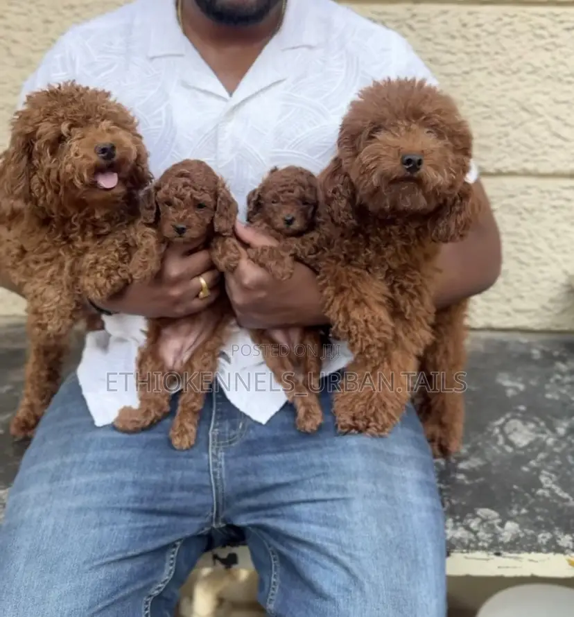 1-3 months Male Purebred Poodle
