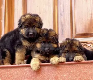 1-3 months Female Purebred German Shepherd