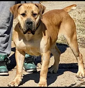 1-3 months Male Purebred Boerboel