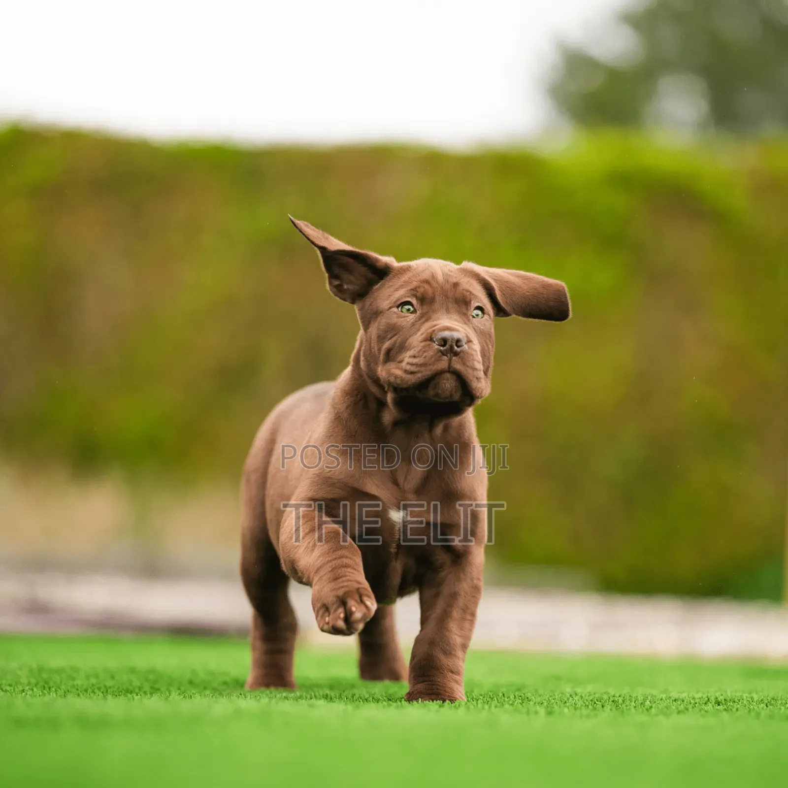 1-3 months Male Purebred Boerboel