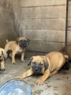 1-3 months Male Purebred Boerboel
