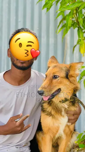 3-6 months Female Purebred German Shepherd