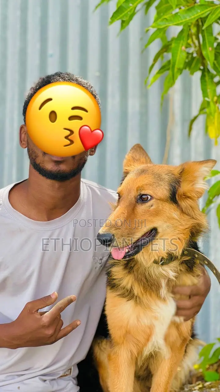 3-6 months Female Purebred German Shepherd