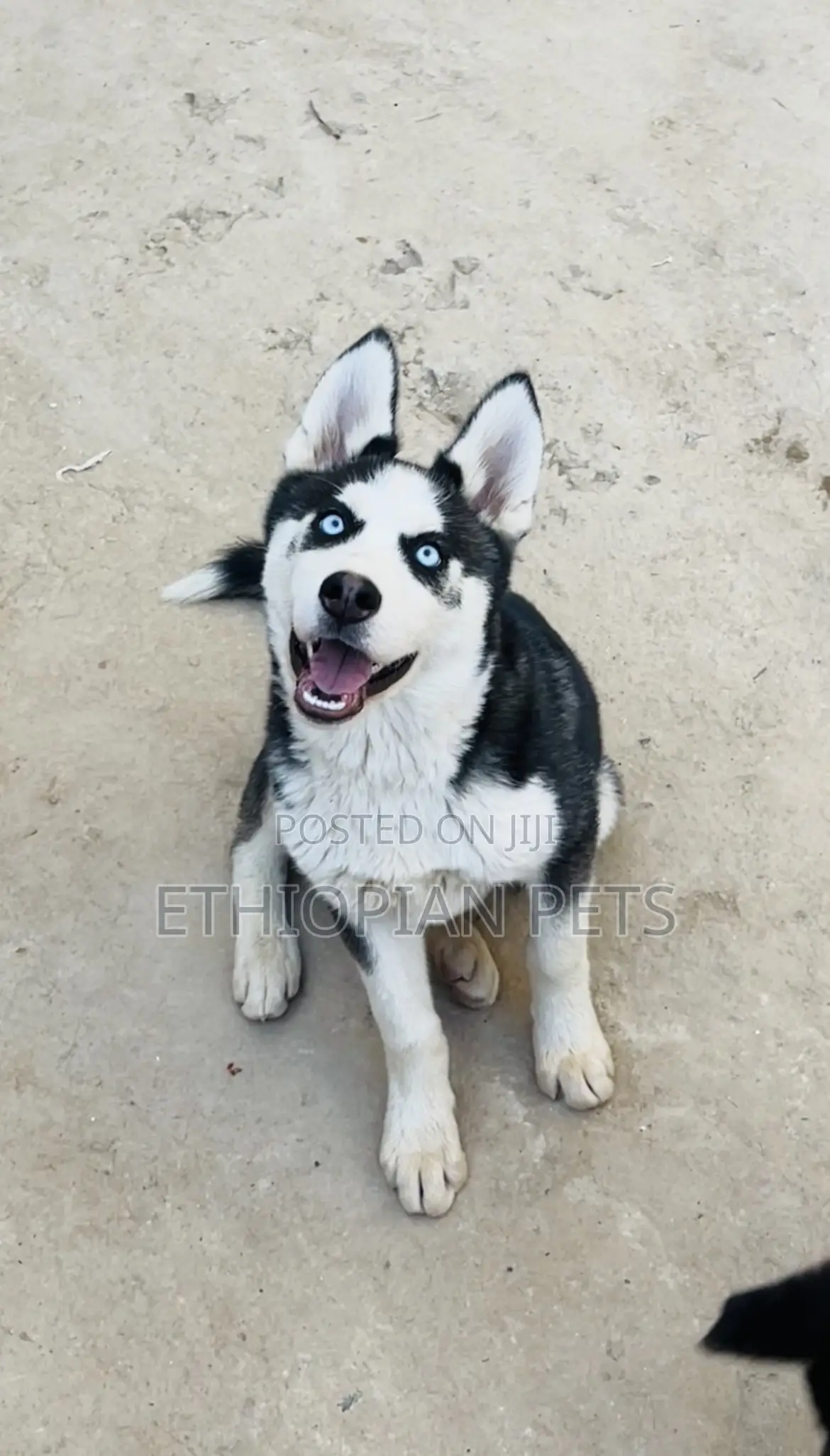 1-3 months Male Purebred Siberian Husky