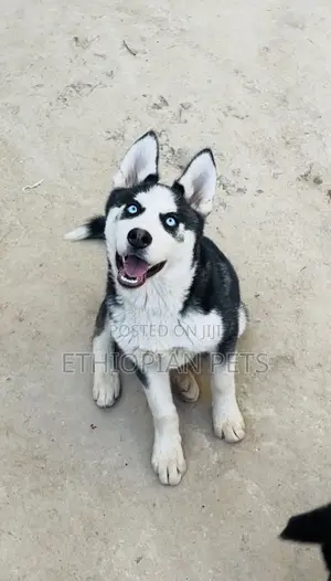 1-3 months Male Purebred Siberian Husky
