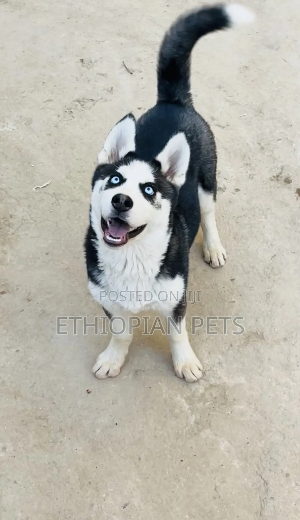 1-3 months Male Purebred Siberian Husky