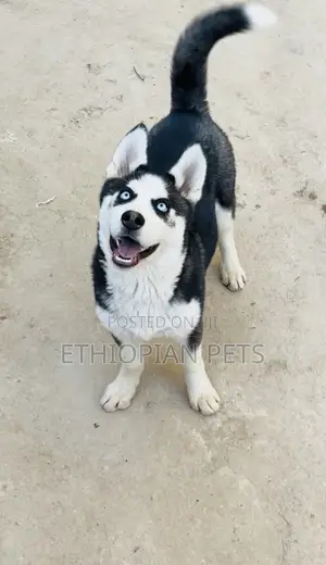 1-3 months Male Purebred Siberian Husky