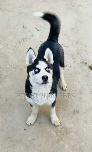 1-3 months Male Purebred Siberian Husky