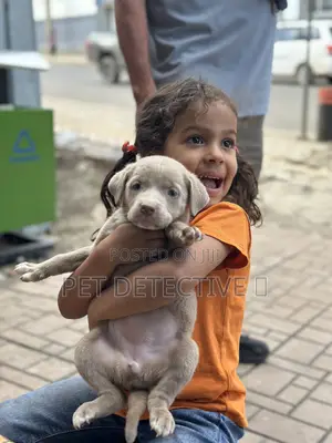 1-3 months Male Purebred American Pit Bull Terrier