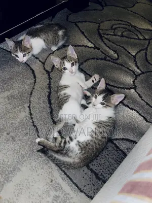 1-3 months Male Mixed Breed American Curl