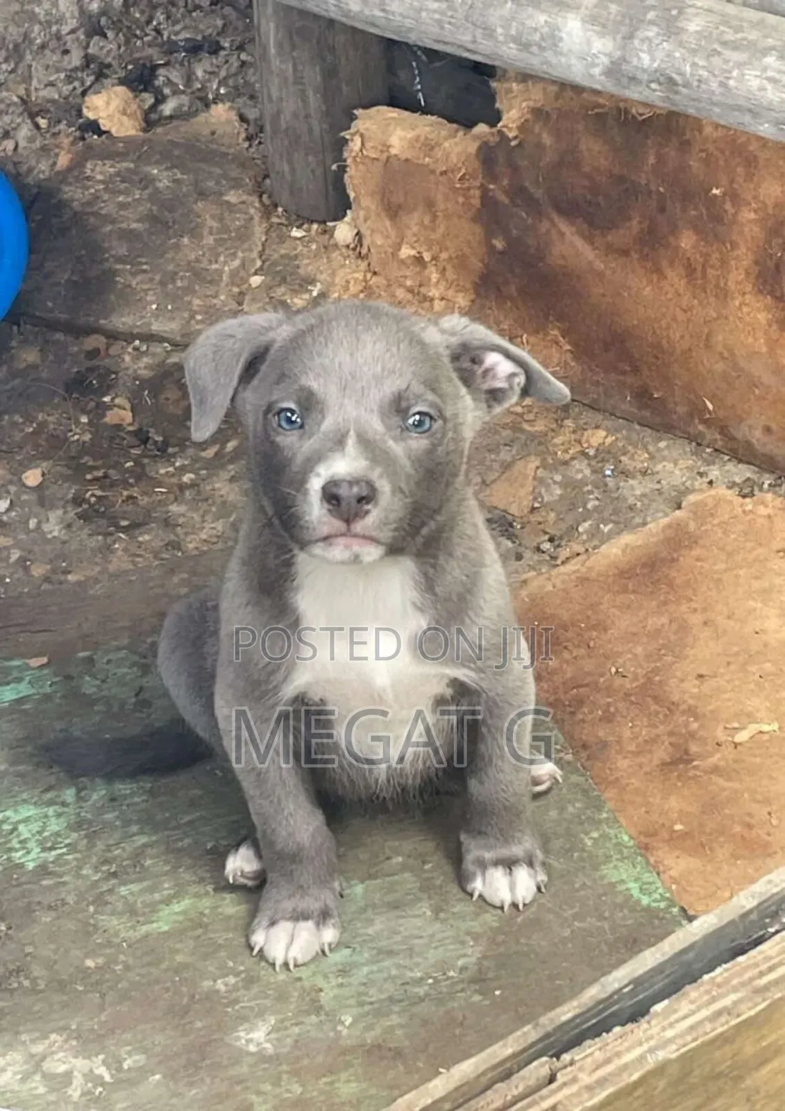1-3 months Male Purebred American Pit Bull Terrier