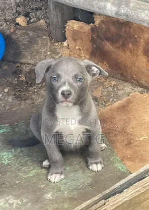 1-3 months Male Purebred American Pit Bull Terrier
