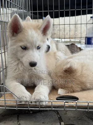1-3 months Male Purebred Siberian Husky