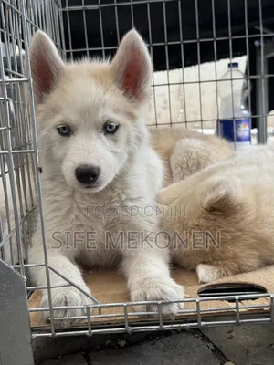 1-3 months Male Purebred Siberian Husky